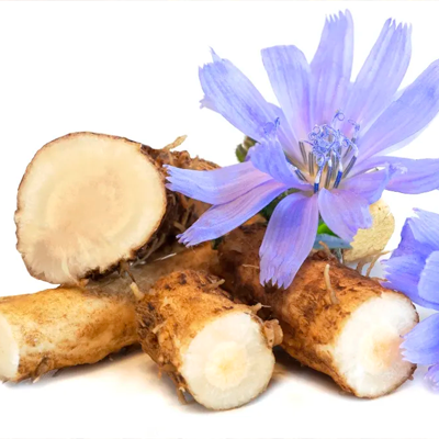 Корни цикория