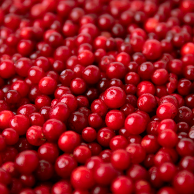 Экстракт плодов брусники