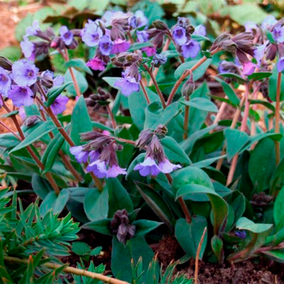 Трава медуницы